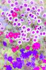 USA, Oregon, Camby, Swan Island dahlias with picture of colorful Petunias Art Print